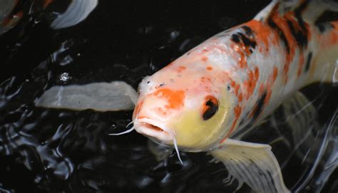 鯉|Peixe Koi: Tudo o que você precisa saber sobre a carpa japonesa